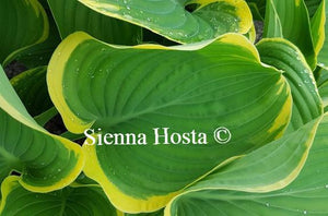 Hosta Super Sagae