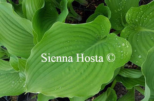 Hosta Komodo Dragon