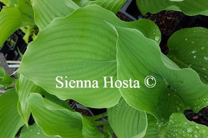 Hosta Komodo Dragon