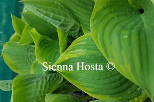 Hosta Lakeside Rhapsody