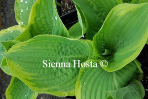 Hosta Lakeside Rhapsody