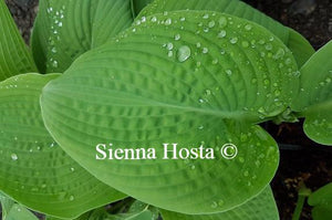 Hosta Blarney Stone