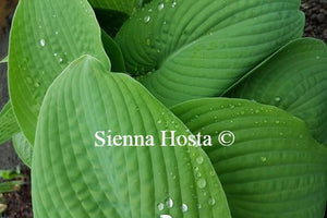 Hosta Blarney Stone