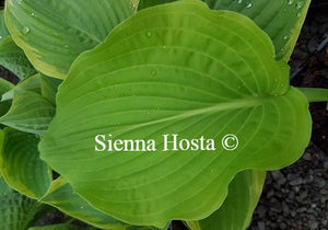 Hosta Arch Duke