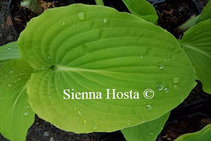 Hosta Arch Duke