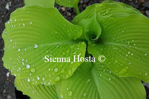 Hosta Choo Choo Train