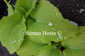 Hosta Choo Choo Train