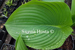 Giant Hosta Empress Wu Leaf