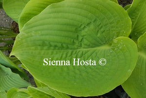 Hosta Elkhart Lake