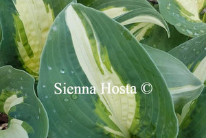 Hosta Half and Half