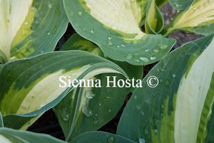 Hosta Half and Half