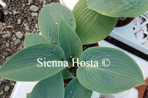 Hosta Halcyon