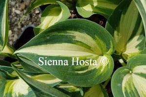 Hosta Ivory Queen