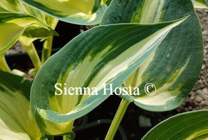 Hosta Ivory Queen