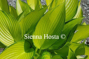 Hosta June Fever