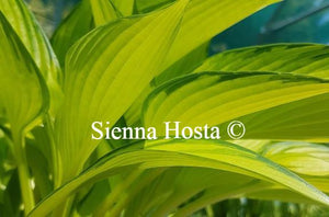 Hosta June Fever