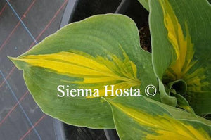 Hosta Dream Weaver