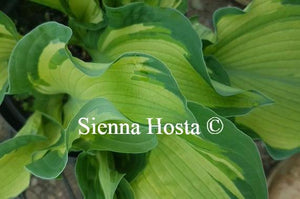 Hosta Guardian Angel