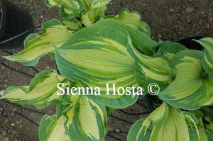 Hosta Guardian Angel