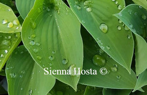 Hosta Blue Cadet