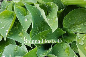 Hosta Blue Cadet