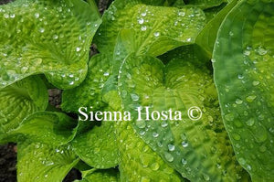 UK Hosta Suppliers Brother Stefan