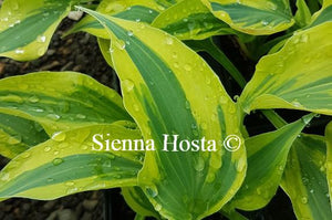 Hosta Bright Star