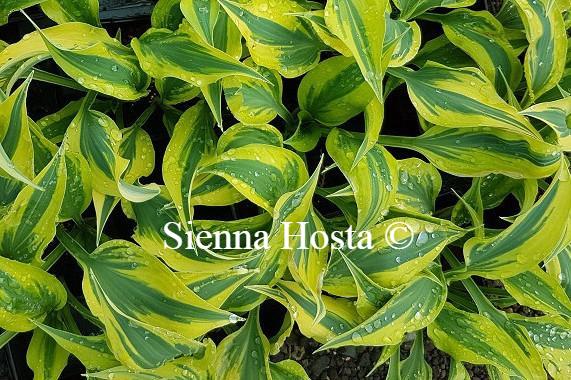 Hosta Bright Star