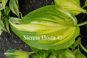 Hosta Cascades