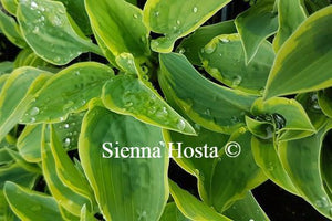 Hosta Con Te Partiro