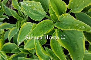 Hosta Con Te Partiro