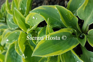 Hosta Con Te Partiro