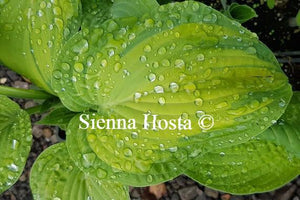 Hosta Color Glory