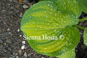 Hosta Color Glory