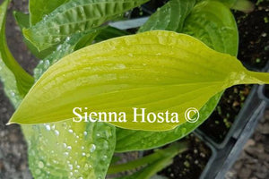 Hosta Cherry Tart