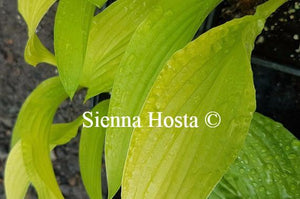 Hosta Cherry Tart