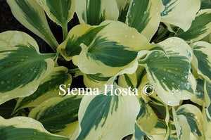 Hosta Plants for sale