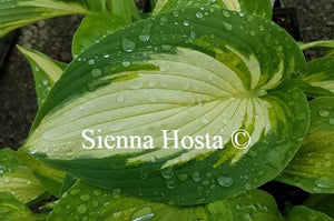 Hosta Hakumuo