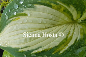 Hosta Hakumuo