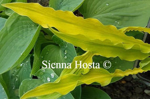 Hosta Hacksaw