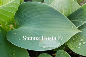 Hosta Hadspen Blue