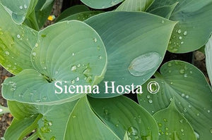 Hosta Hadspen Blue