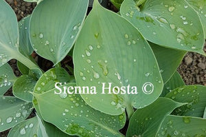 Hosta Hadspen Blue