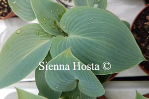 Hosta Halcyon