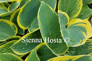 Hosta First Frost