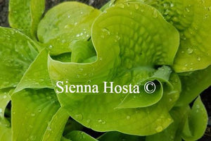 Hosta Faith