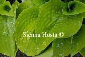 Hosta Faith