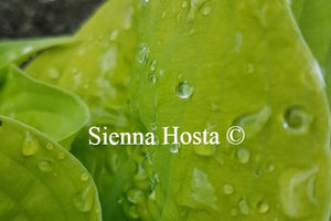 Hosta Faith