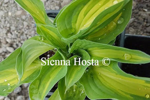 Hosta Island Charm