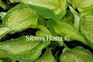 Hosta Ghost Spirit